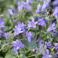 3  Dalmatiëklokje ‘Campanula portenschlagiana’ Ø9 cm ↕15 cm