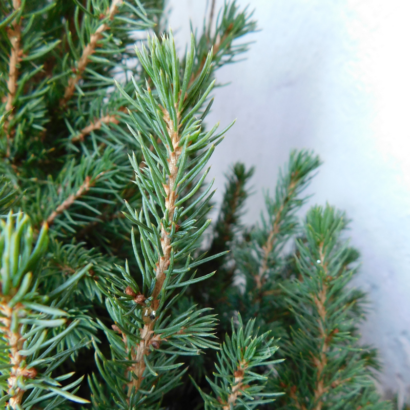 Weihnachtsbaum Picea Conica mit Winterlight-Skate-Beleuchtung im Santa Pot