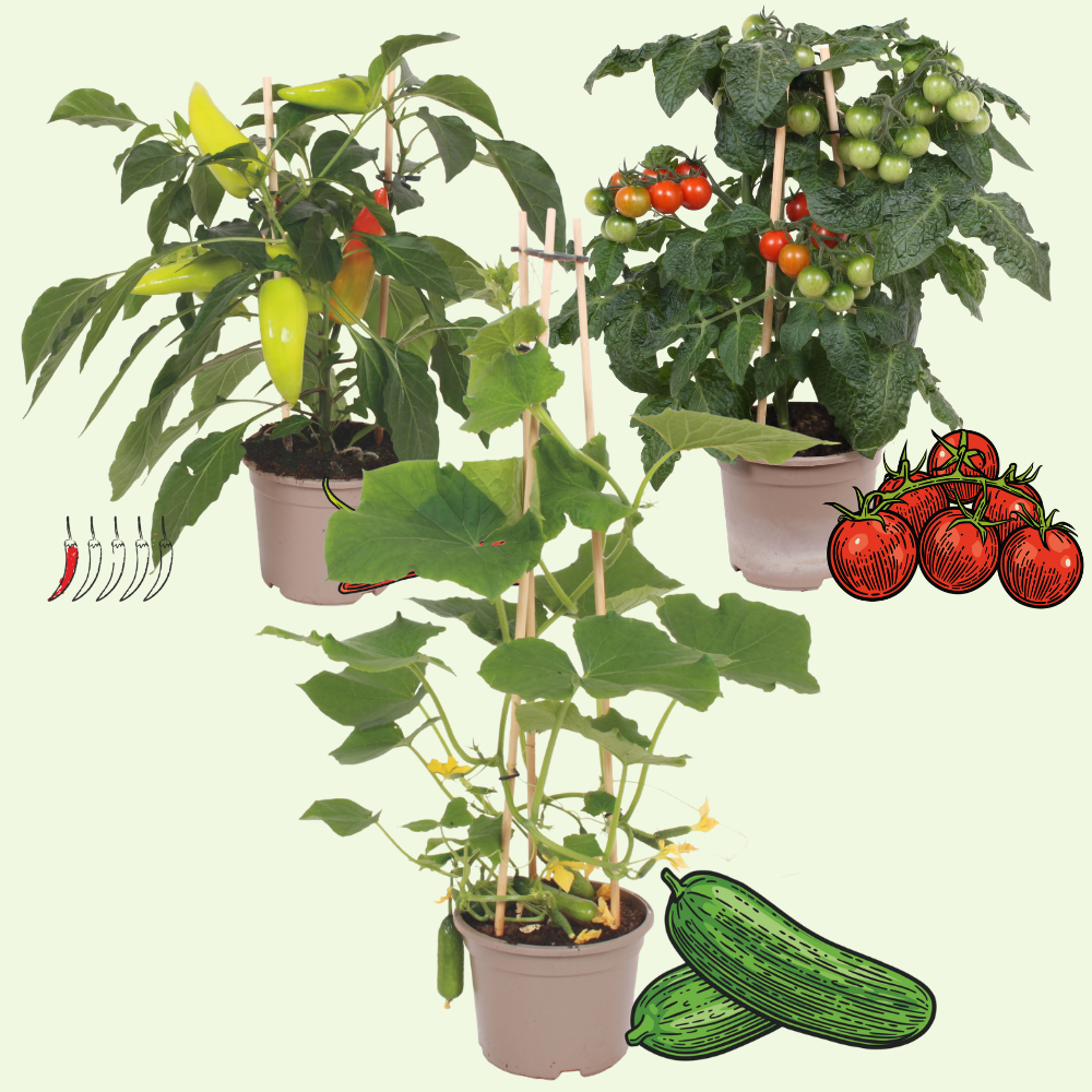 3 BIO groente planten 'Mild & Makkelijk' Ø14 cm ↕40 cm