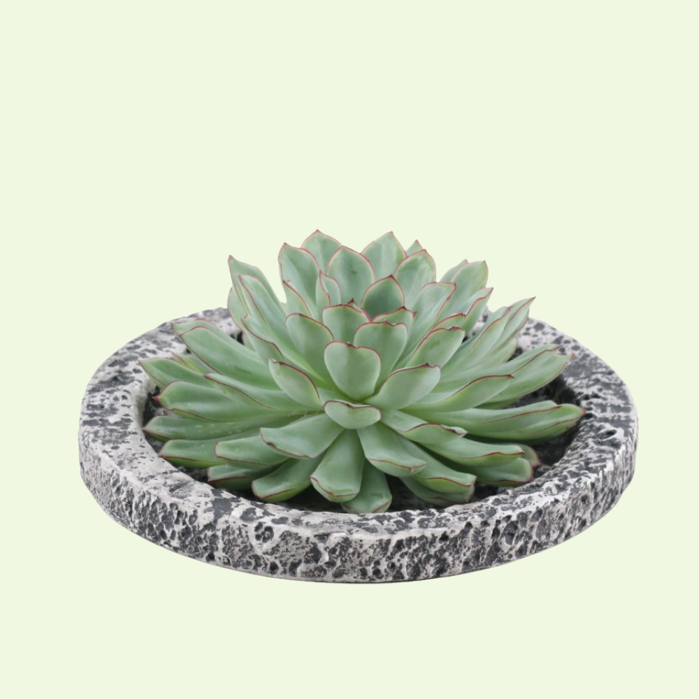 1 Succulent ‘Echeveria Pulidonis’ Ø12–14 cm ↕5 cm