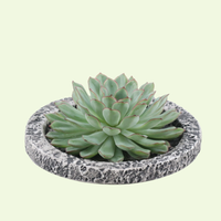 1 Succulent ‘Echeveria Pulidonis’ Ø12–14 cm ↕5 cm