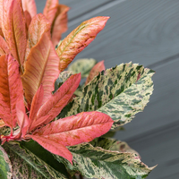 Photinia serratifolia Pink Crispy (Glansmispel Pink Crispy) Set van 3, wintergroene heester