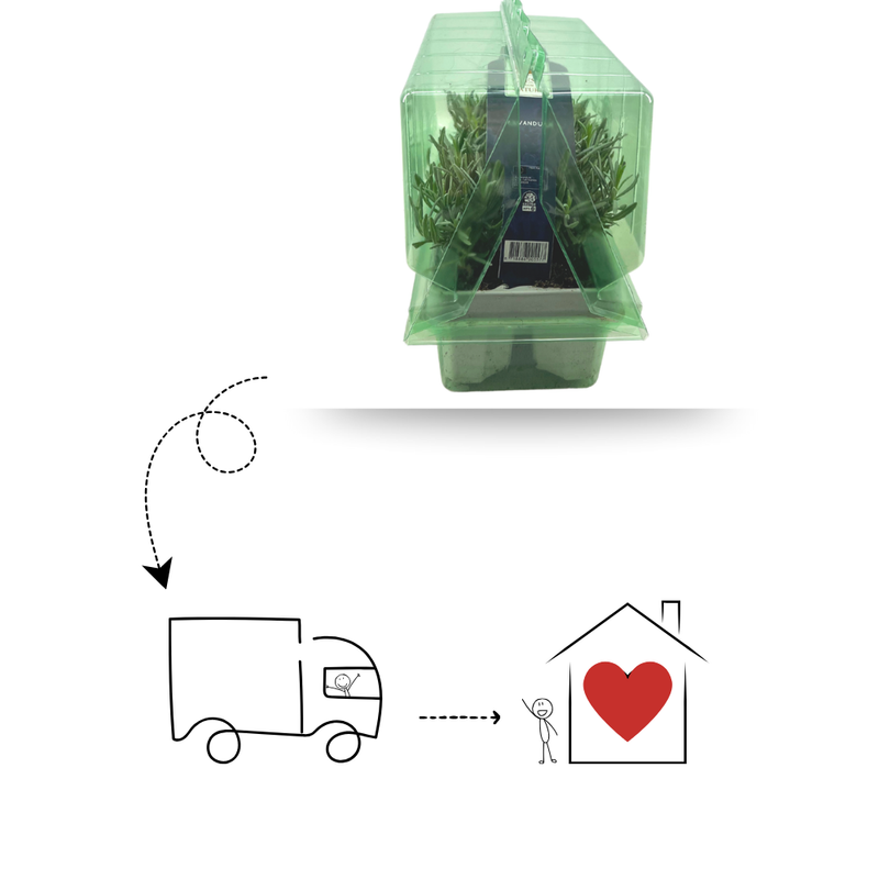 Set van 6 Euonymus Japonica Green Spire