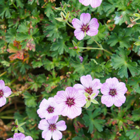 3 Ooievaarsbek ‘Geranium cinereum Ballerina’ Ø9 cm ↕15 cm