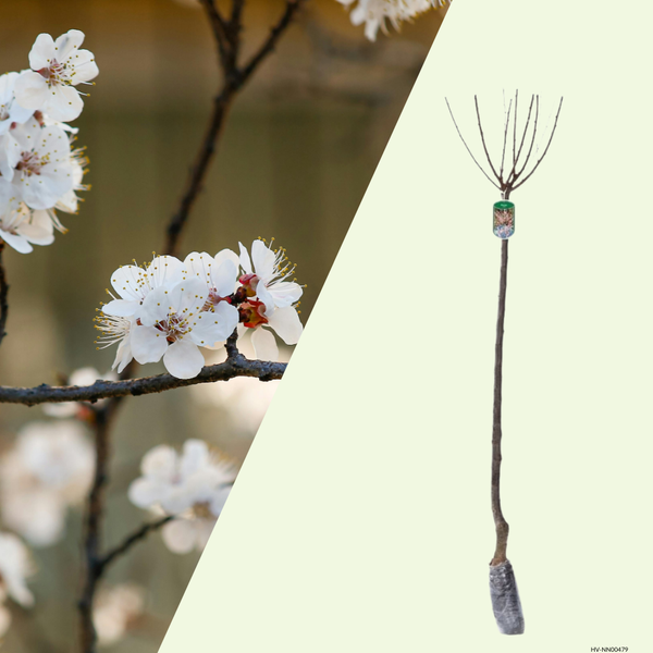 Prunus triloba (Amandelboompje), 80 cm, Rijkbloeiende voorjaarsboom