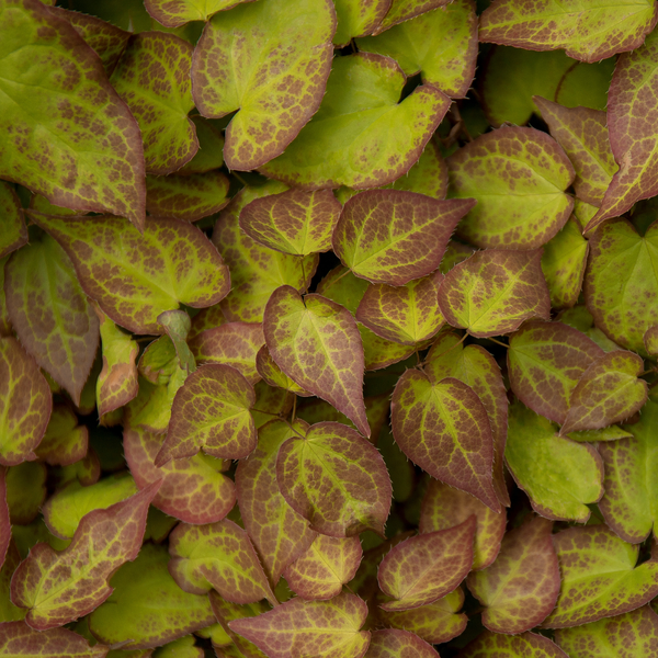 Epimedium × youngianum 'Niveum' (Elfenbloem) set van 3, bodembedekker voor halfschaduw