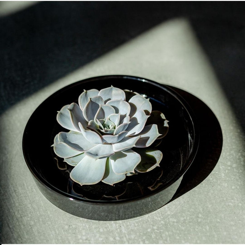 Rootless Succulent Pulidonis 12-14 cm Black Bowl