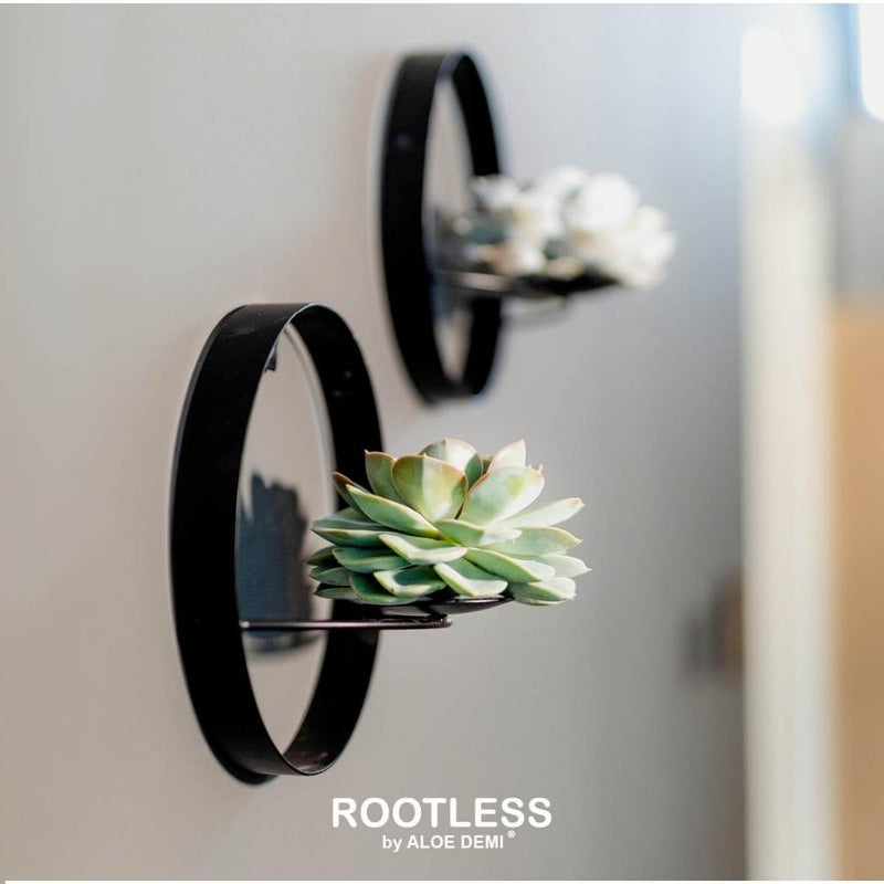 Rootless Succulent plant green on metal stand ring Elegant black