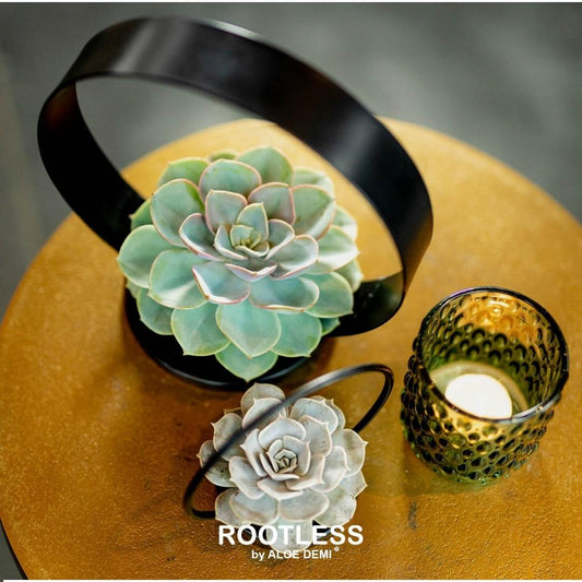 Rootless Vetplant Lila op metaalstandaard ring Elegant zwart