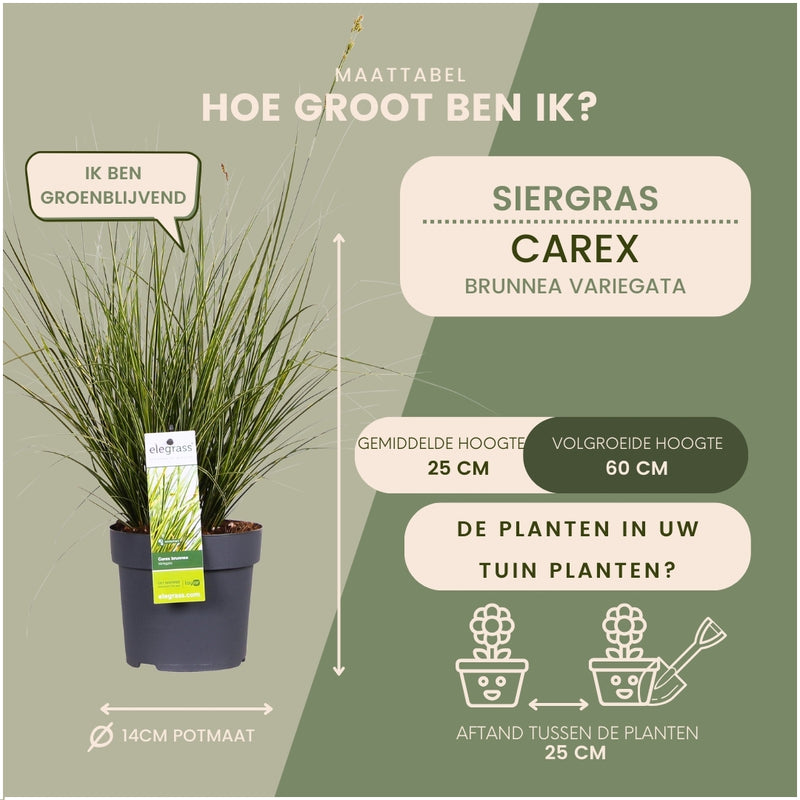 XL Carex brunnea Variegata P14 Set von 3