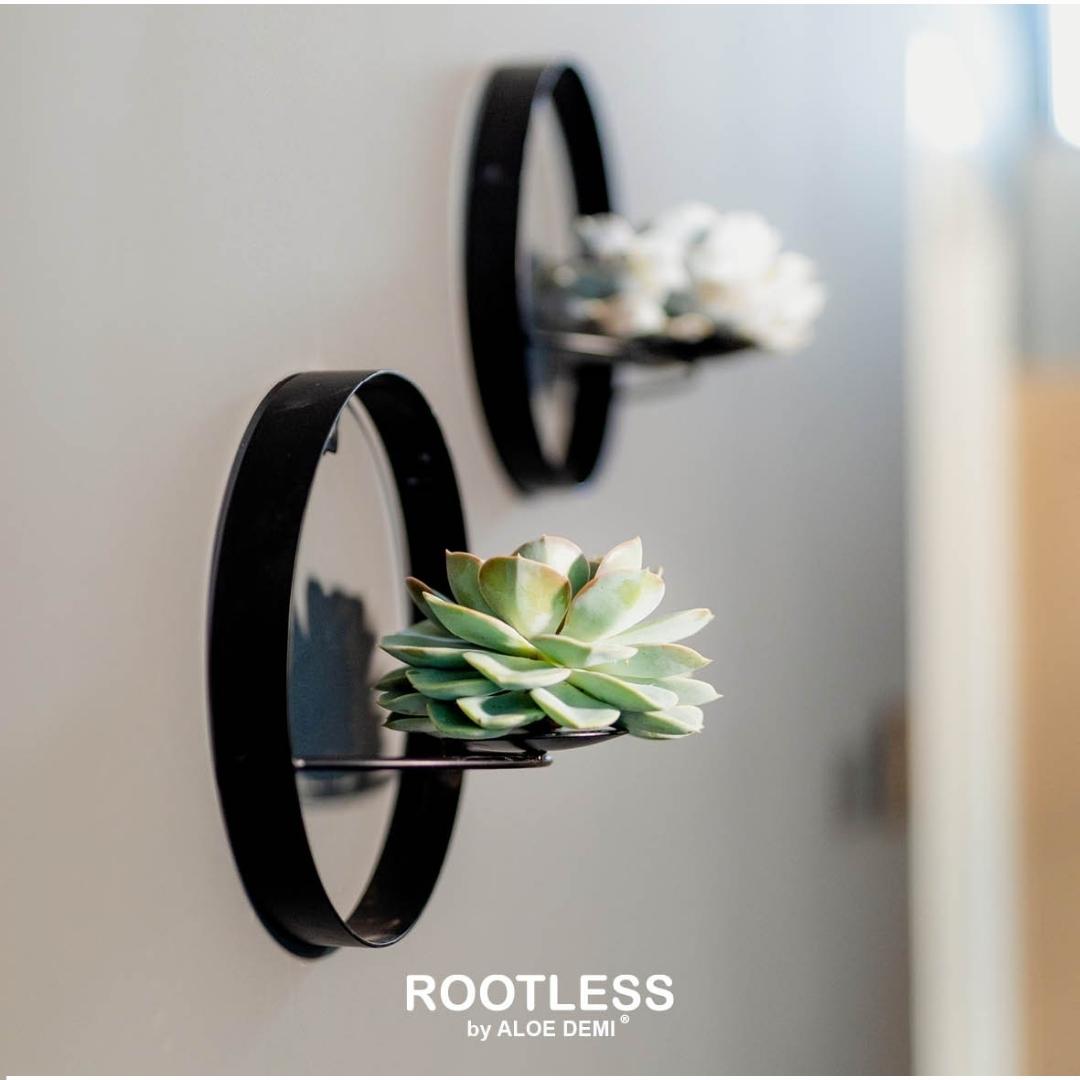 Anillo decorativo de pared Lila con planta suculenta sin raíces Elegante negro