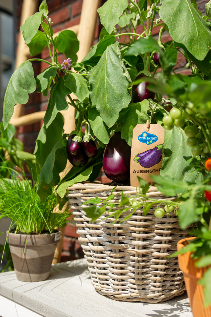 PICK-&-JOY® Aubergine