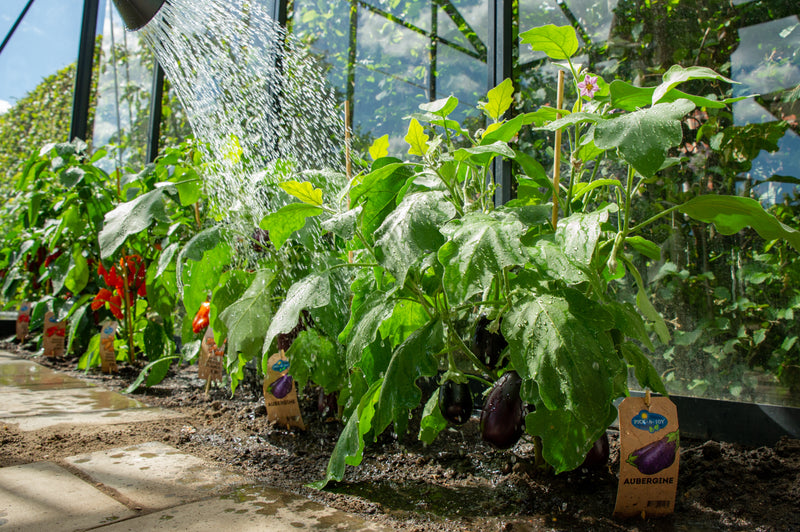 PICK-&-JOY® Aubergine