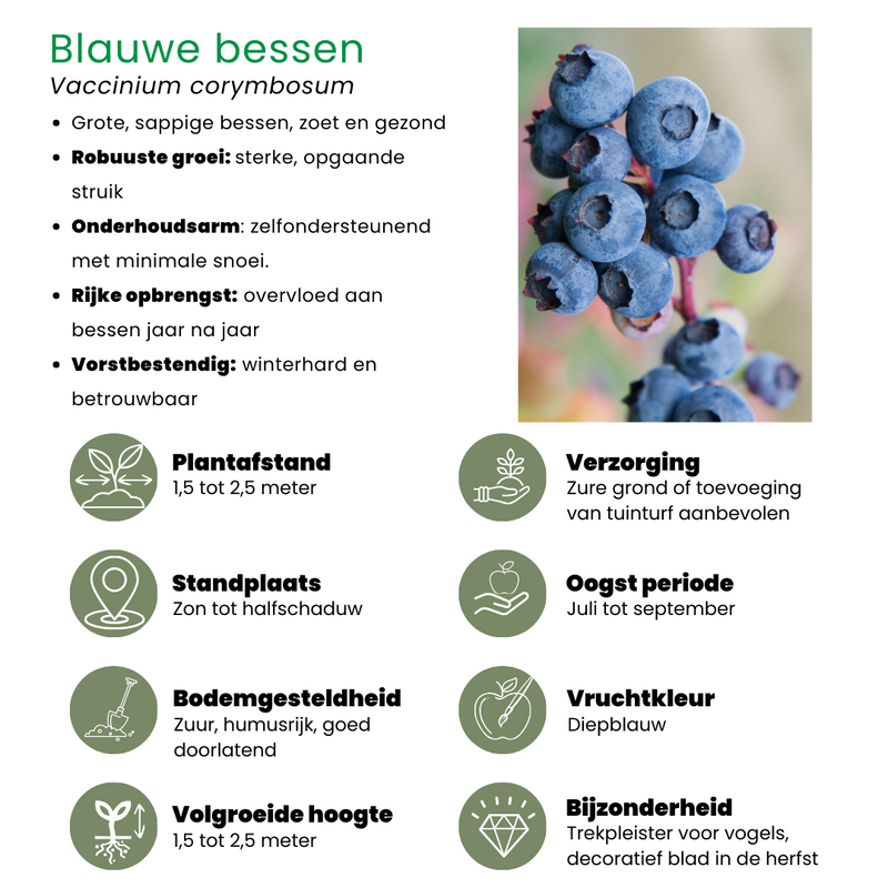 Bio fruitset - Vruchtenoase 5 stuks