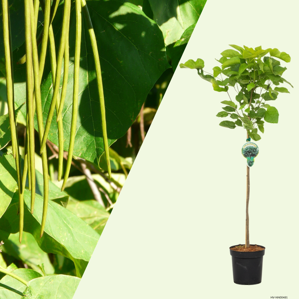 1 Bolcatalpa Boom ‘Catalpa bignonioides Nana’ Ø21 cm ↕100 cm Stam 80 cm