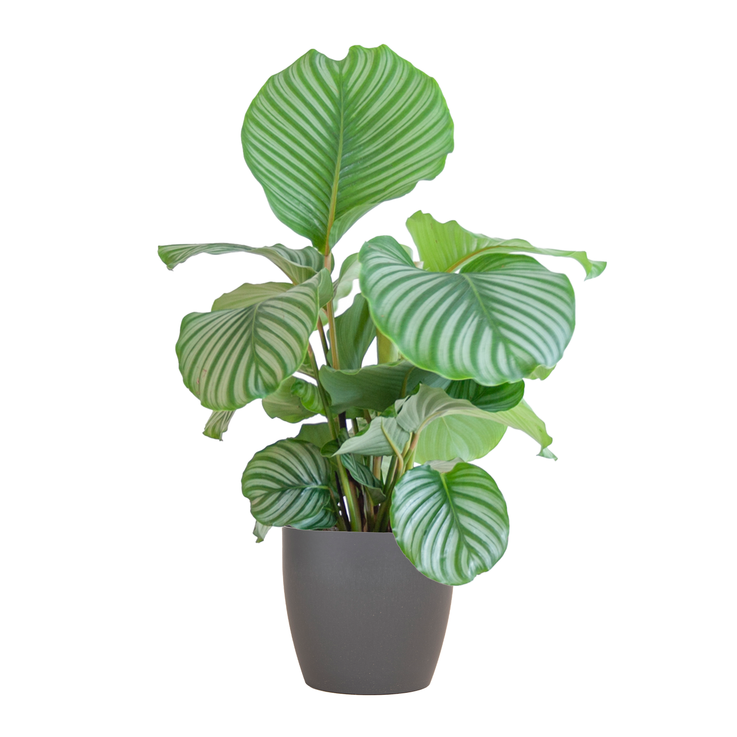 Calathea Orbifolia met Viber grijs - 65cm - Ø21