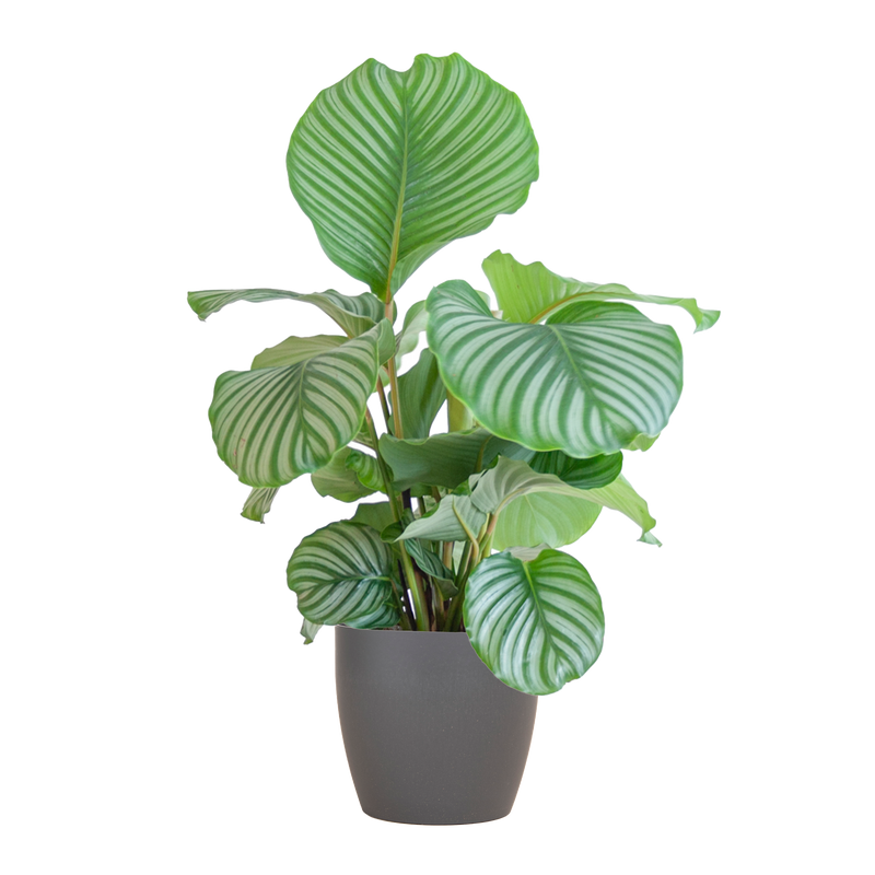 Calathea Orbifolia met Viber grijs - 65cm - Ø21