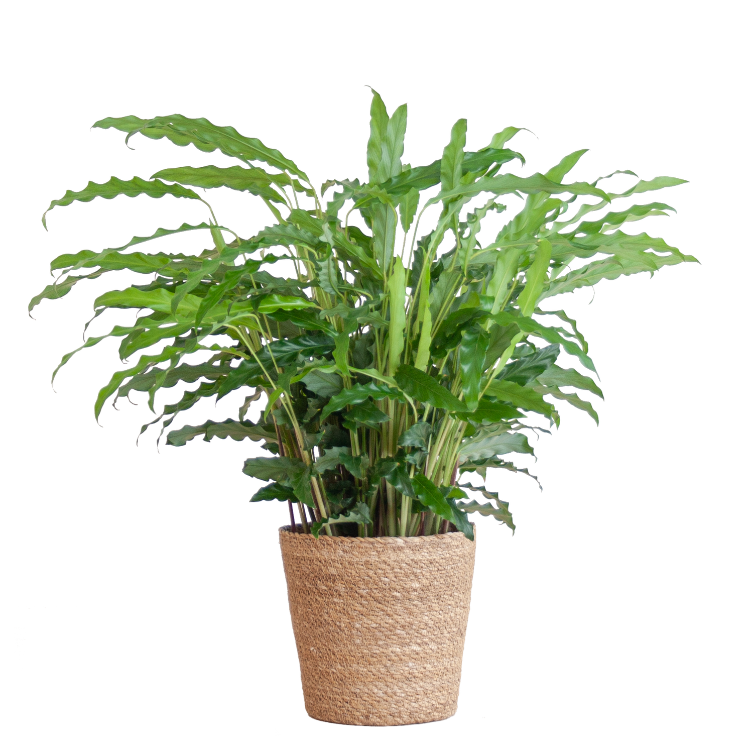 Calathea Rufibarba met Sofia mand naturel - 55cm - Ø17