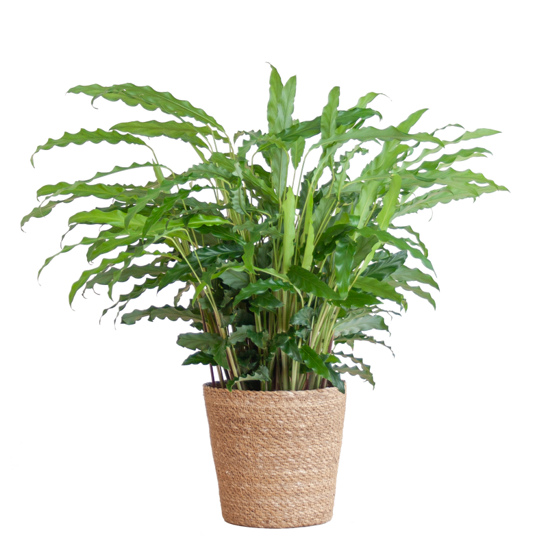 Calathea Rufibarba met Sofia mand naturel - 55cm - Ø17