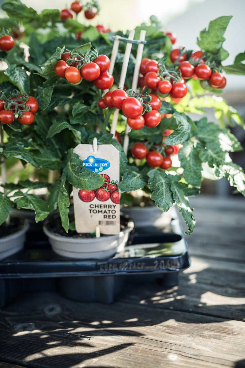 PICK-&-JOY® Cherry Tomato Red