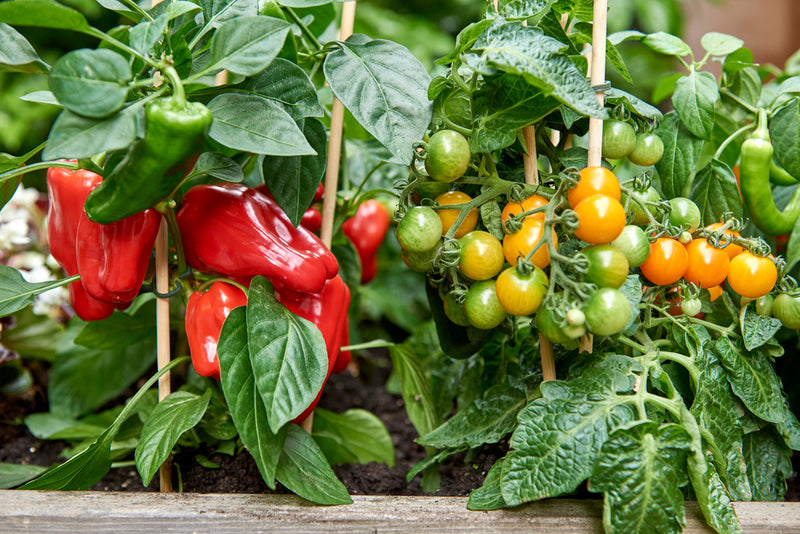 PICK-&-JOY® Cherry Tomato Red