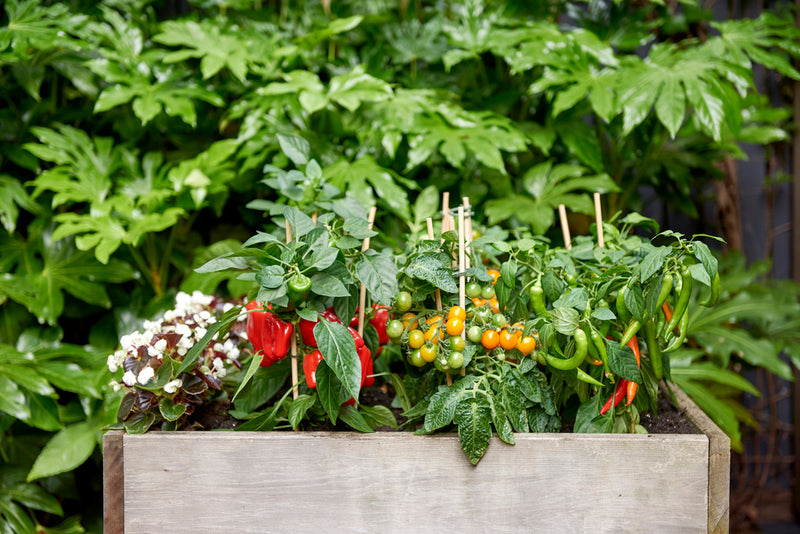 PICK-&-JOY® Cherry Tomato Red