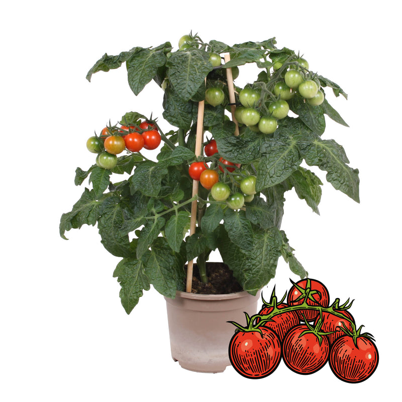 PICK-&-JOY® Cherry Tomato Red