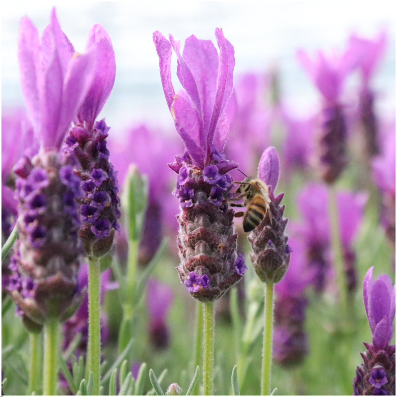 winterharde Lavendel stoechas Anouk® op stam XL in Lavendel decoratie pot -  1 Stuk