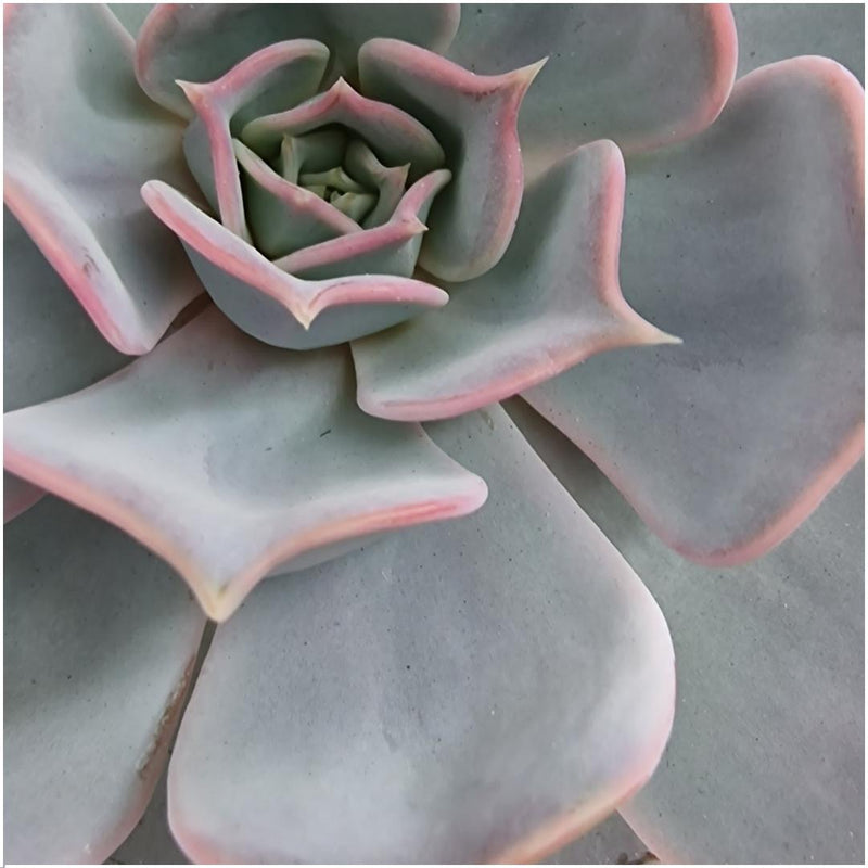 Plante sans racines verte dans un bol rose