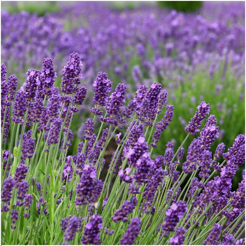 Echte lavendelplanten blauw - Lavendel angustifolia 6 stuks