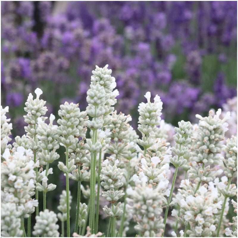 Witte lavendelplanten - Lavendel angustifolia Edelweiss 24 stuks