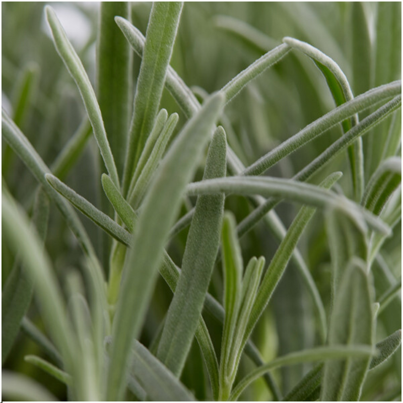 Blauwe lavendelplanten - Lavendel angustifolia Grosso 12 stuks