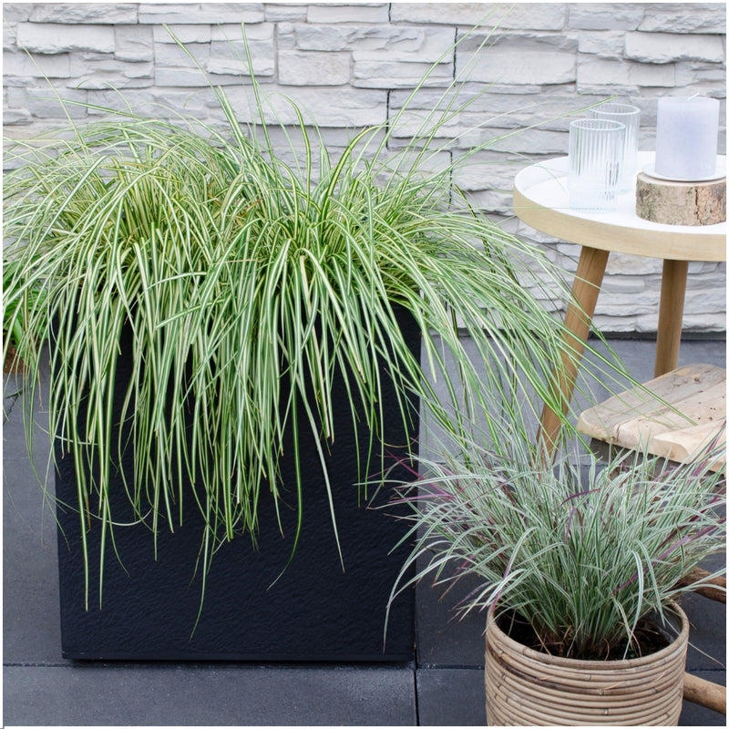 XL Carex hachijoensis 'Evergold' P14 Set furgoneta 3