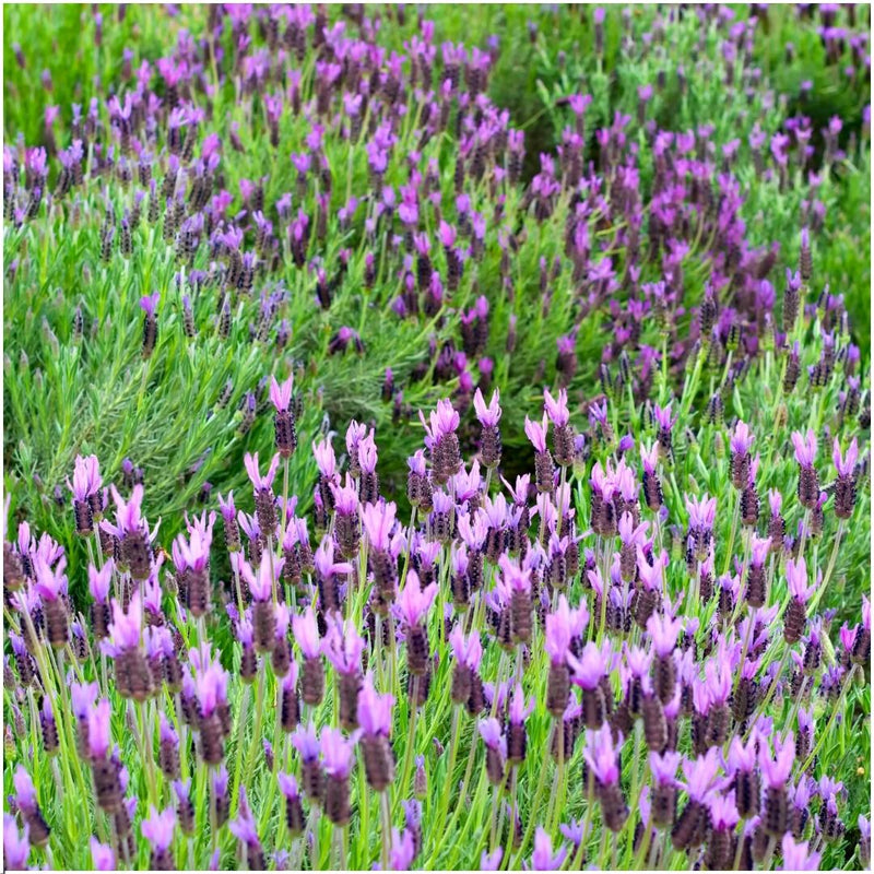 Franse Lavendelplanten Paars - Lavandula stoechas Anouk 6 Stuks