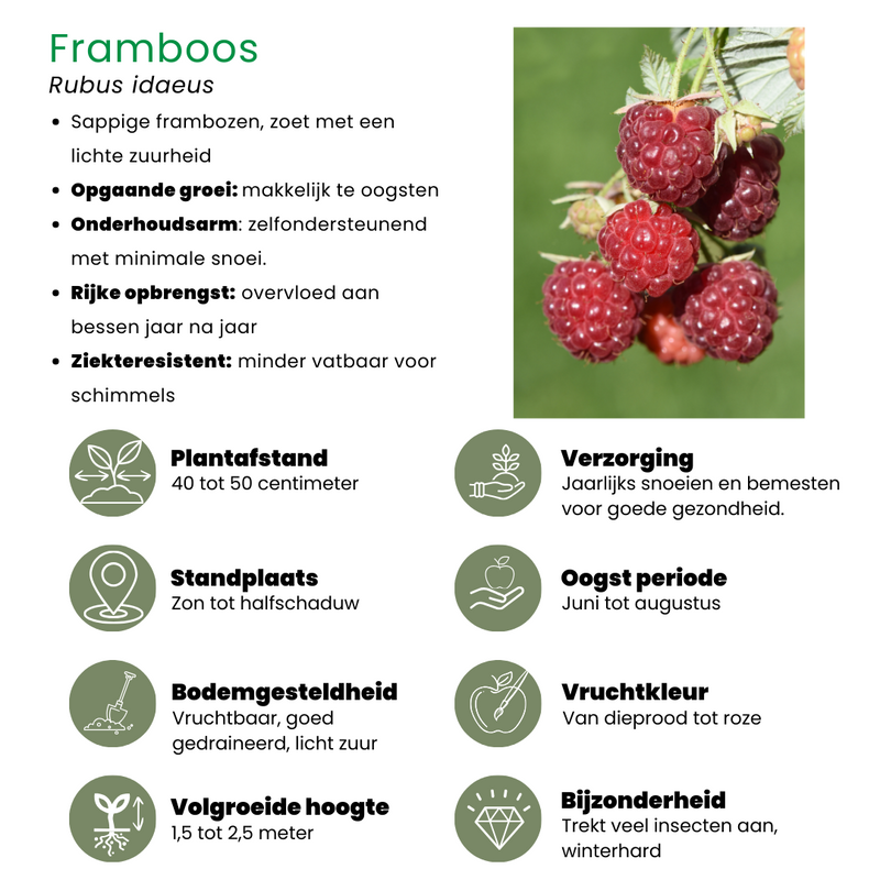 Bio fruitset - Vruchtenoase 5 stuks