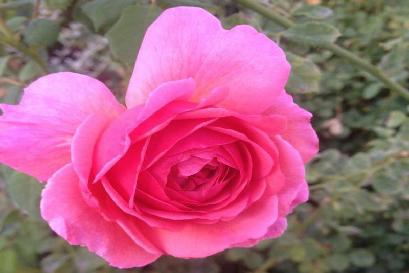 Juego de 3 rosas grandes con flores rosa Reina de Inglaterra