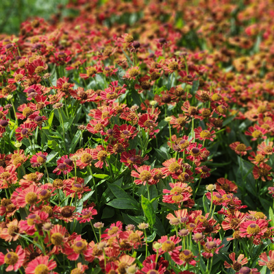 NatureNest Borderpakket Amber | Zonnige Border met Vaste Planten & Siergrassen