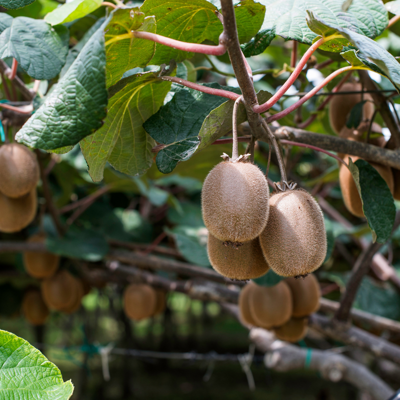 Set van 6 kiwi planten