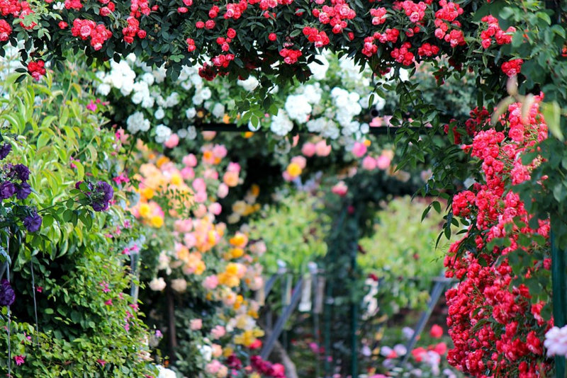 Rosas trepadoras set de 3 x Parade rosa