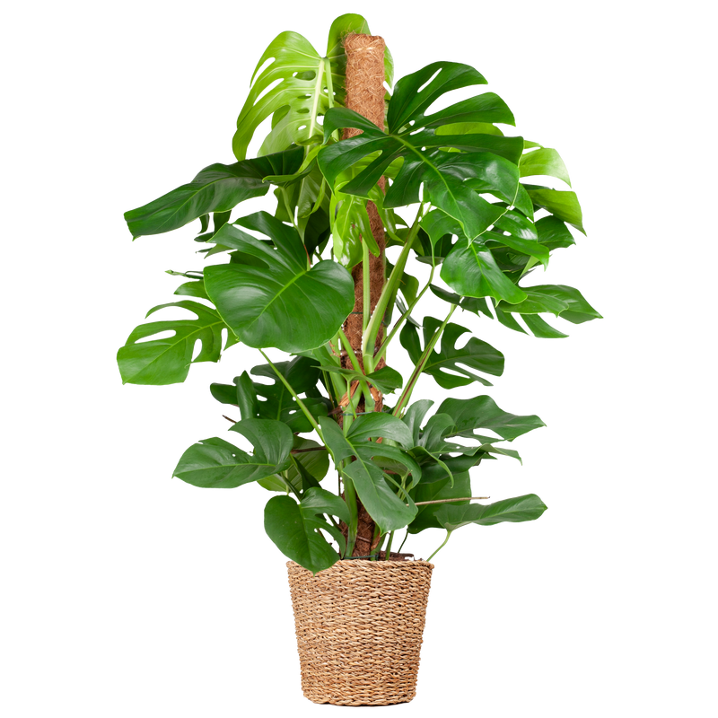 Monstera Deliciosa XL met mand Torun - 120cm - Ø24