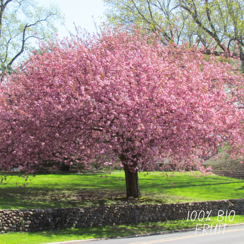 Bio Kersenboom