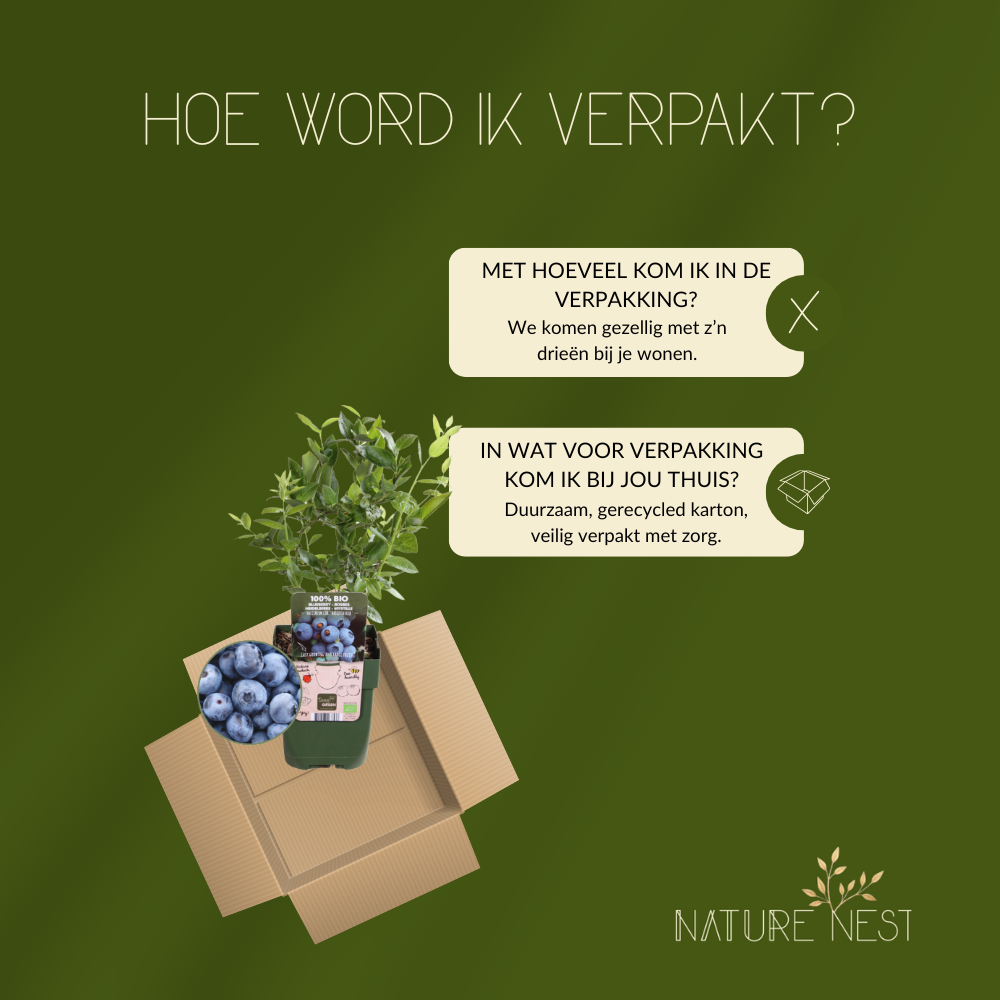 3 bosbessenplanten | bosbessenplanten | 100% Biologische fruitplanten | bosbessen