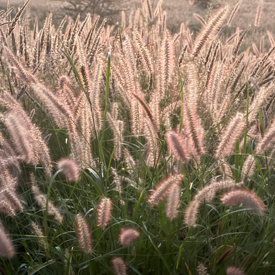 NatureNest Borderpakket Luna