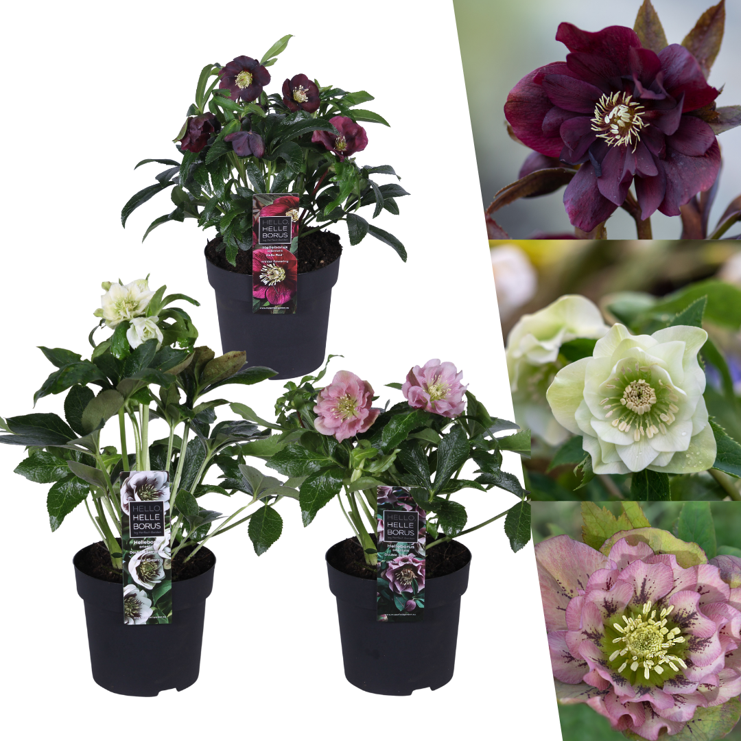 Helleborus Orientalis Specials Mischungsset mit 3 Pflanzen