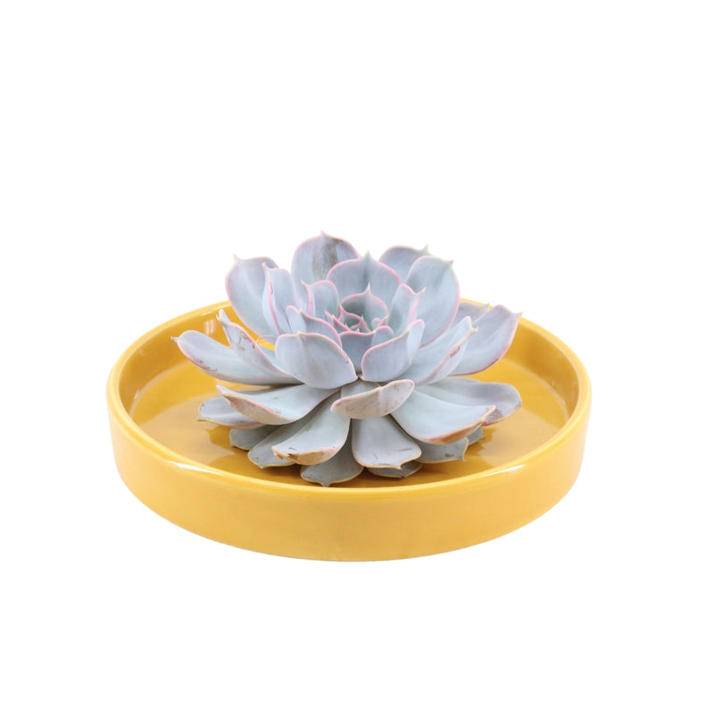 Rootless Succulent Lilacina 12-14 cm Yellow Bowl