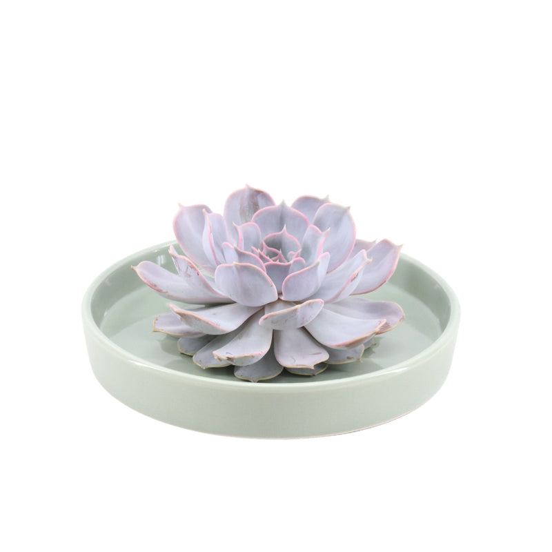 Rootless Succulent Lilacina 12-14 cm Green Bowl