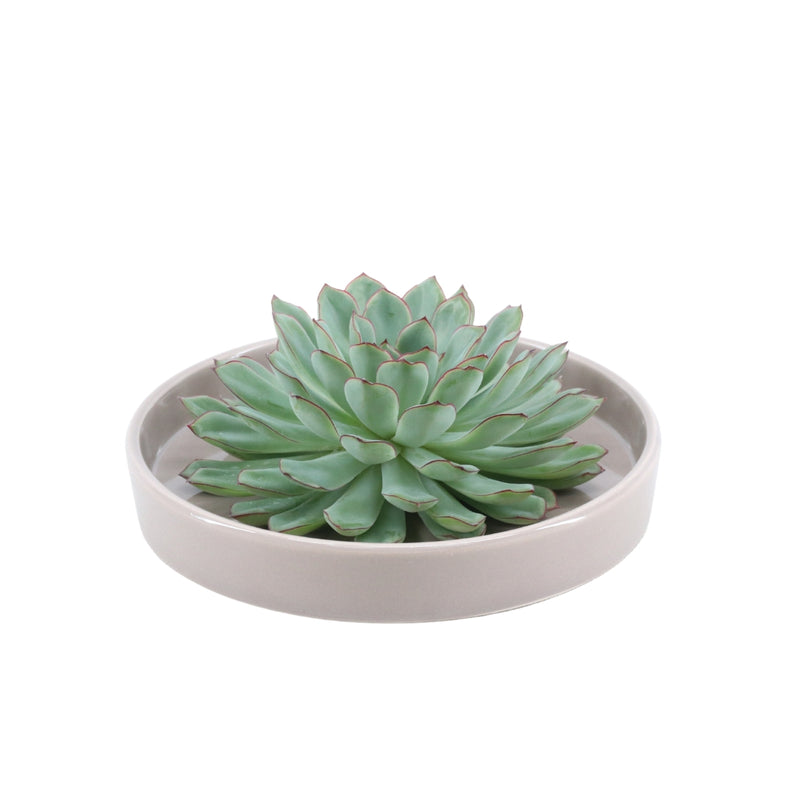 Rootless Succulent Pulidonis 12-14 cm Taupe Bowl