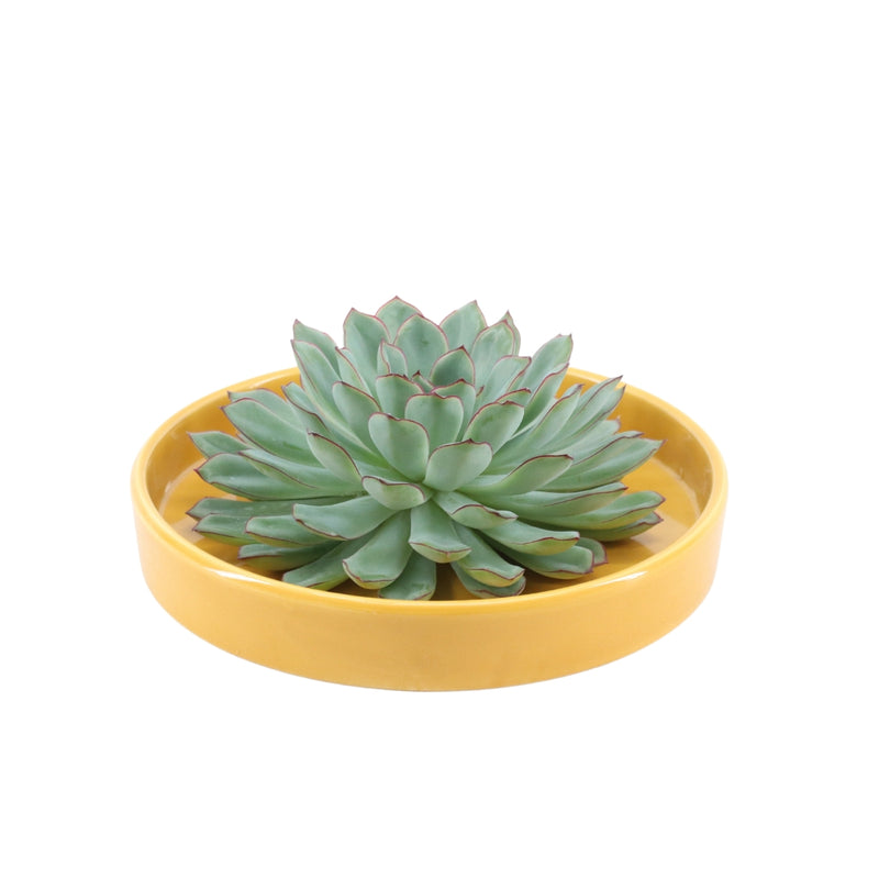 Rootless Succulent Pulidonis 12-14 cm Yellow Bowl