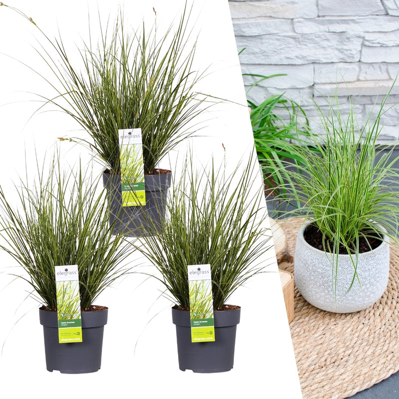 Carex brunnea Variegata XL - 3 stuks