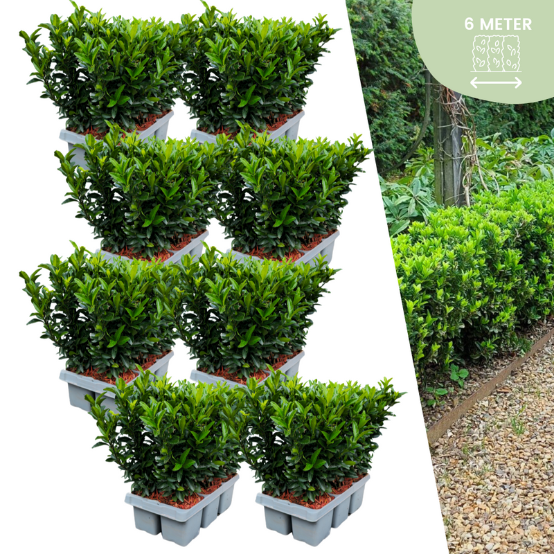 48 Groene kardinaalsmuts planten - Euonymus japonica Green Spire